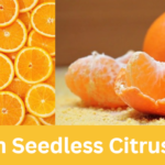 Louiscon Seedless Citrus Orange