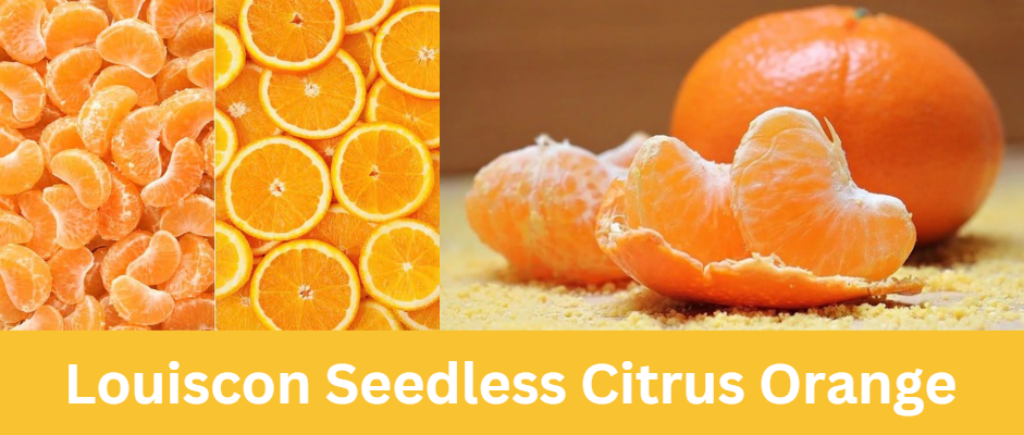 Louiscon Seedless Citrus Orange