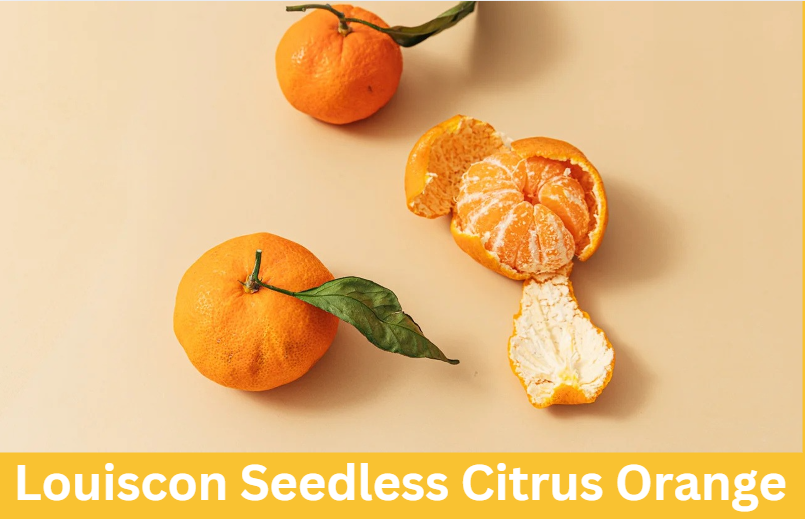 Louiscon Seedless Citrus Orange