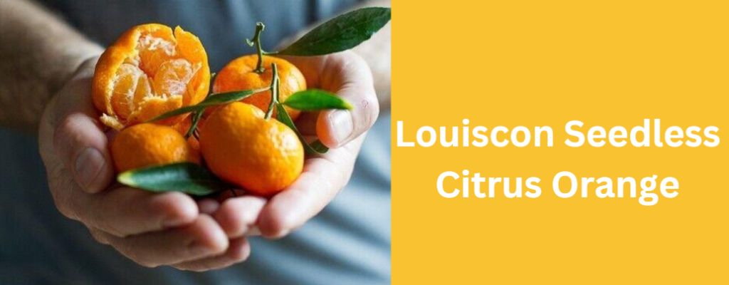 Louiscon Seedless Citrus Orange