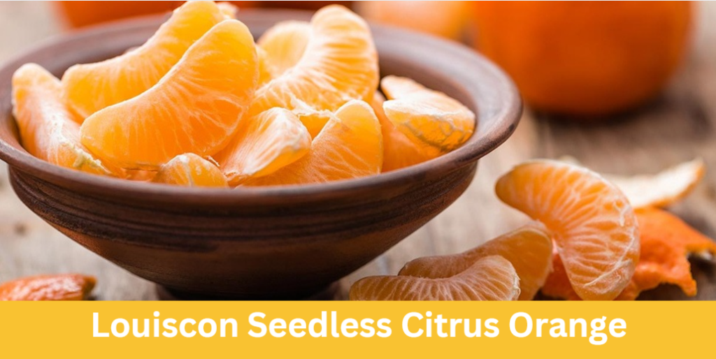 Louiscon Seedless Citrus Orange